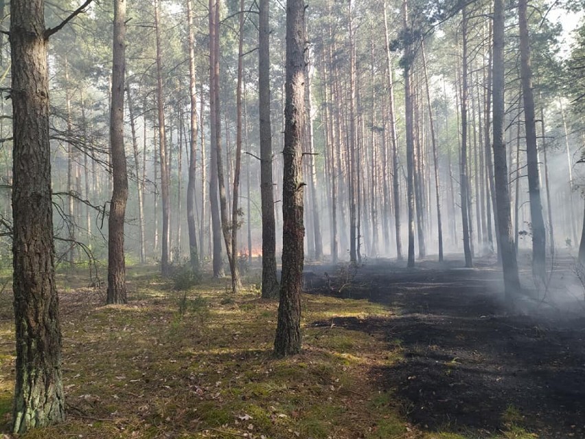 Pożar 100 hektarów lasów w powiecie grójeckim gasili strażacy z Łódzkiego. Trwa dogaszanie pogorzeliska w Żdżarach[ZDJĘCIA]