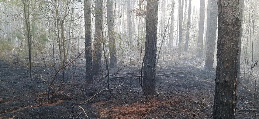 Pożar 100 hektarów lasów w powiecie grójeckim gasili strażacy z Łódzkiego. Trwa dogaszanie pogorzeliska w Żdżarach[ZDJĘCIA]