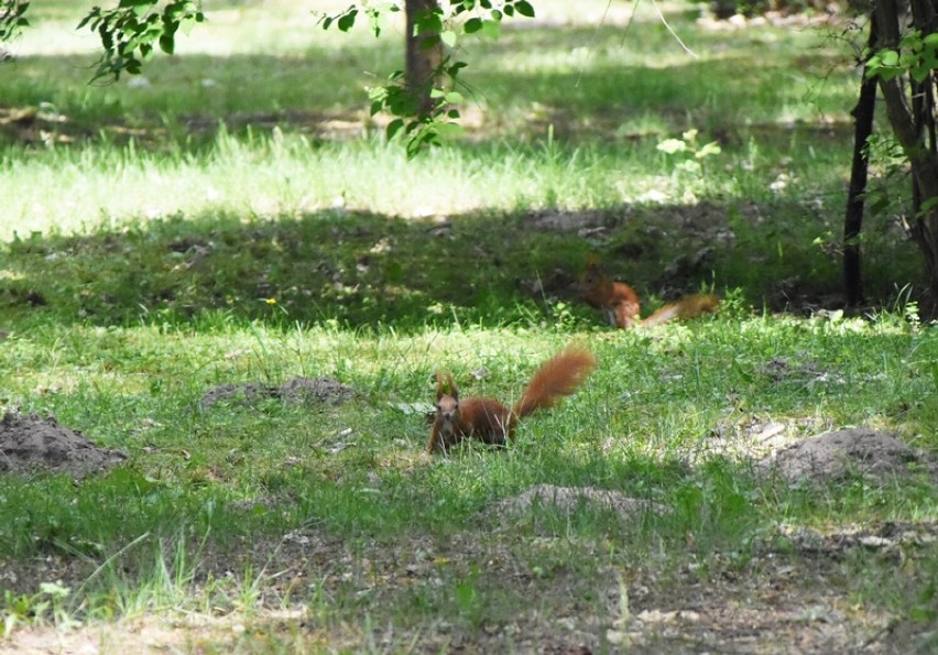 Wiewiórki w śremskim parku miejskim przy ul. Poznańskiej....