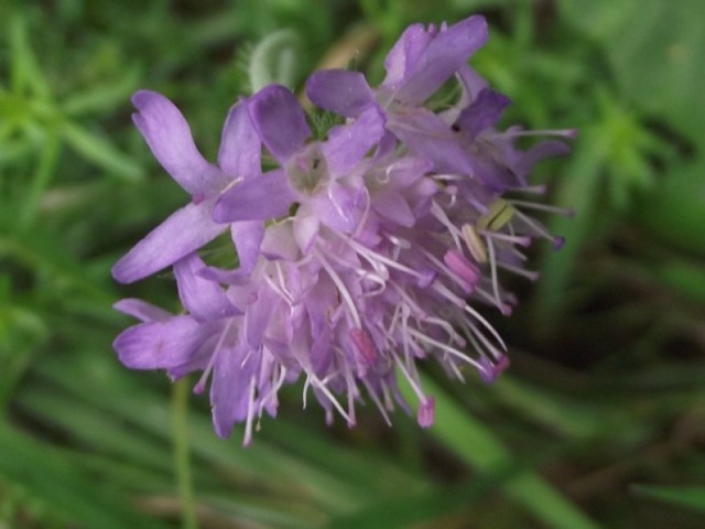 Czarcikęs łąkowy kwitnie późnym latem, tworząc kwiat kulisty. Rośnie na łąkach, osiąga wysokość 50 - 100 cm.