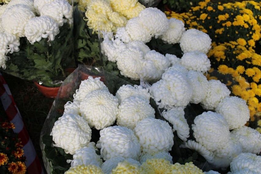 Chryzantemy i inne piękne kwiaty dostępne w kwiaciarniach przy wieluńskim cmentarzu