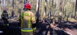 Pożar ściółki pod Ininką. Strażacy z Goleniowa i okolic znów w akcji