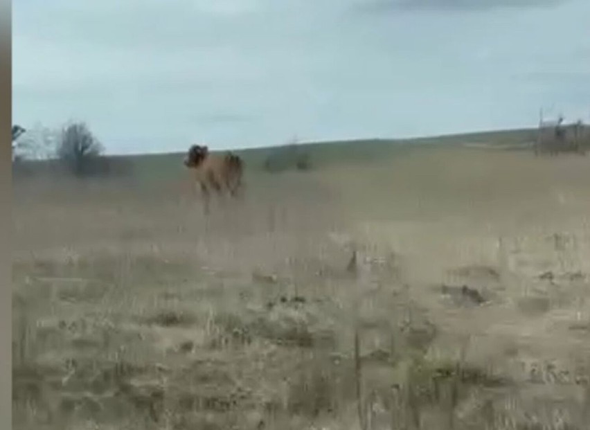 Krowa uciekinierka z gospodarstwa widywana jest w okolicach...