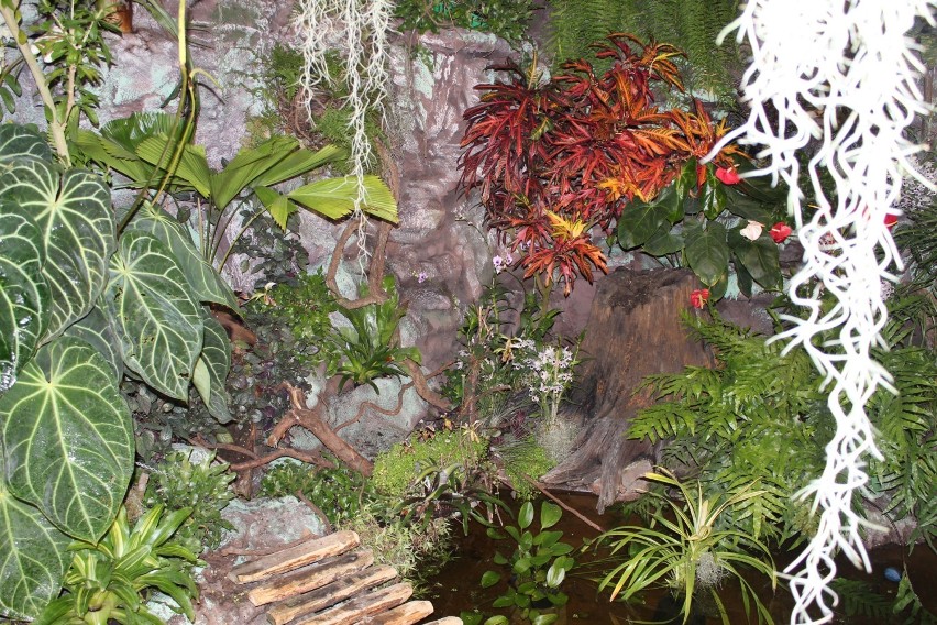 Las tropikalny w Muzeum Przyrodnicznym [zdjęcia]