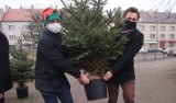 Radomsko: Stowarzyszenie Perspektywy wraz z wicewojewodą rozdają choinki i zachęcają do darowania drzewkom drugiego życia [ZDJĘCIA, FILM]