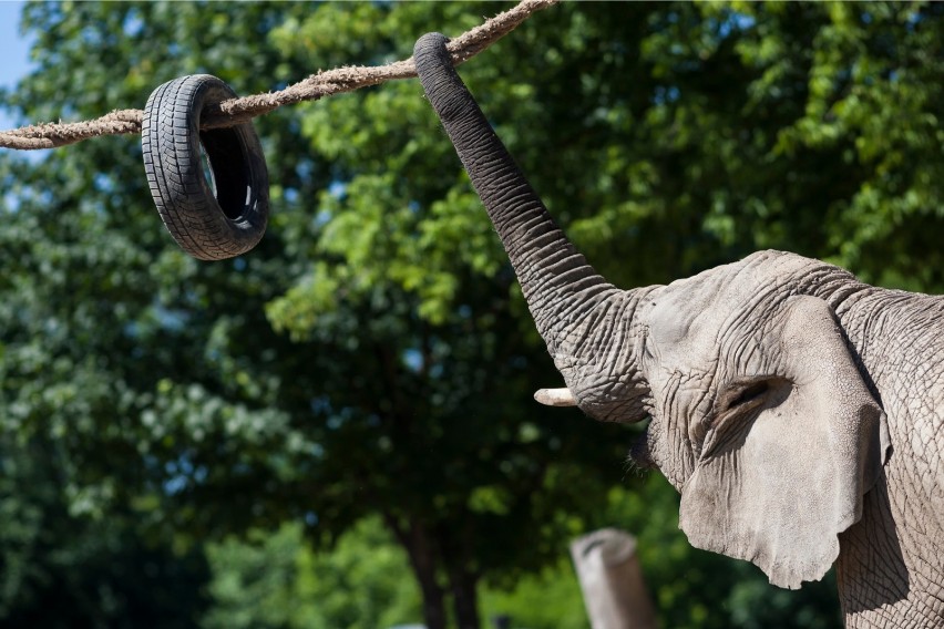 Słonie z warszawskiego zoo dostaną medyczną marihuanę. Ma ona pomóc w zmniejszaniu stresu 