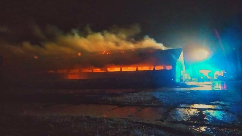 35 tys. perliczek spłonęło w pożarze fermy we wsi Waśki...