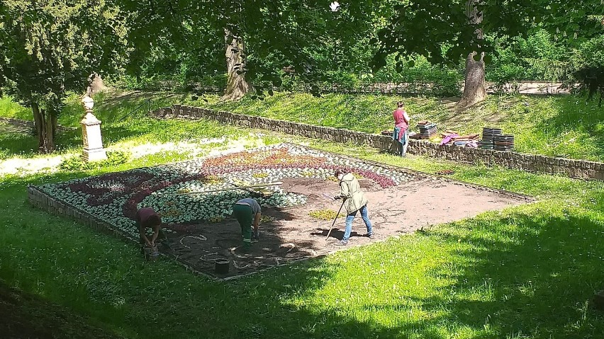 W Chełmnie robi się coraz piękniej - pracownicy zieleni...