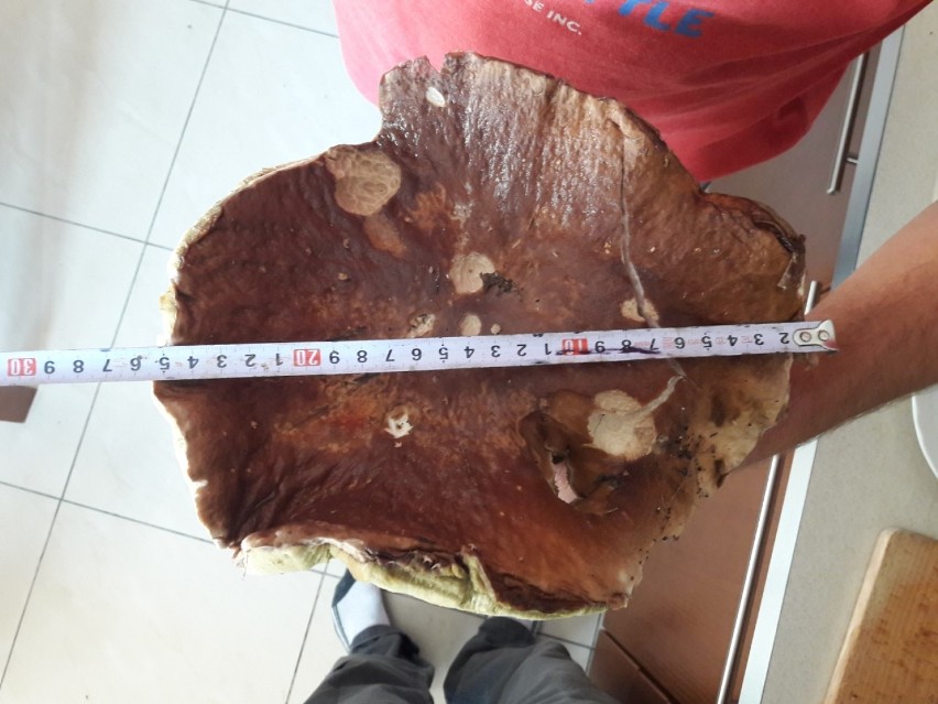 Grzyb-gigant pod Zawierciem! 1,5 kilogramowego prawdziwka znalazł w lesie koło Poręby [ZDJĘCIA]