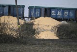Rozsypana ukraińska kukurydza w Kotomierzu. Jest śledztwo. Zobacz zdjęcia i wideo