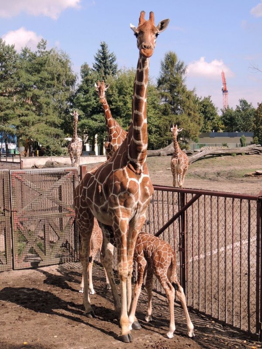 Nowe zwierzaki we wrocławskim zoo
