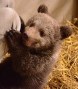 Zoo Poznań: Niedźwiadka Cisna rośnie jak na drożdżach i bawi się jak dzieciak [WIDEO]