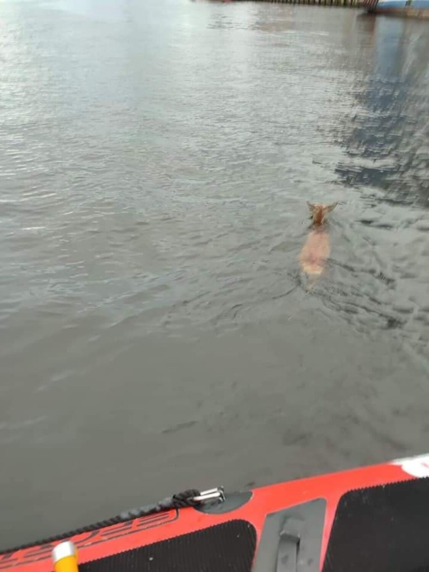 Ratownicy z Kołobrzegu uratowali wycieńczoną sarnę, która wpadła do basenu portowego
