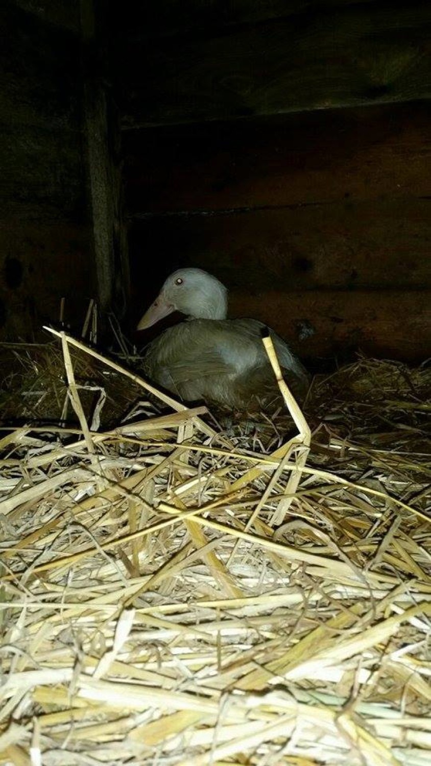 Uratowali kaczkę, która wypadła z transportu do rzeźni [FOTO] 