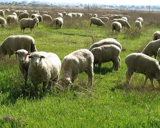 Zagryzione owce pasły się spokojnie na polu