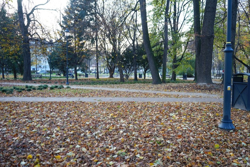 To jeszcze nie koniec jesieni w Rzeszowie! Park przy ul. Dąbrowskiego w pięknych, złocistych barwach. A na ziemi mnóstwo liści