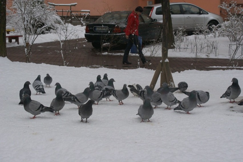 Pod śniegiem gołębie poszukiwały jedzenia.