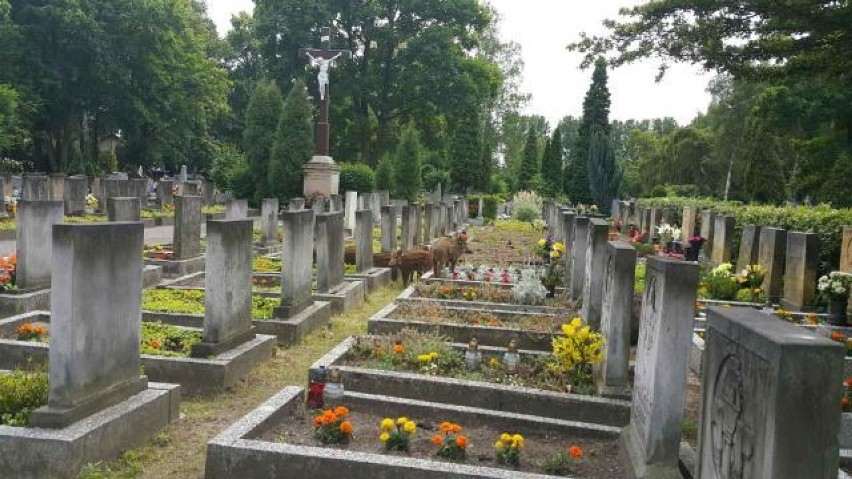 Dziki na cmentarzu w Katowicach - Panewnikach