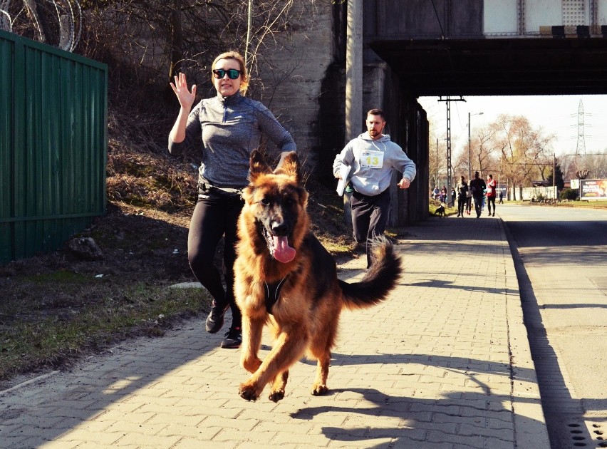 Około 200 biegaczy z psami wzięło udział w kolejnej edycji...
