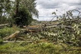 Skutki nawałnicy na drodze Bytów - Kościerzyna [ZDJĘCIA]