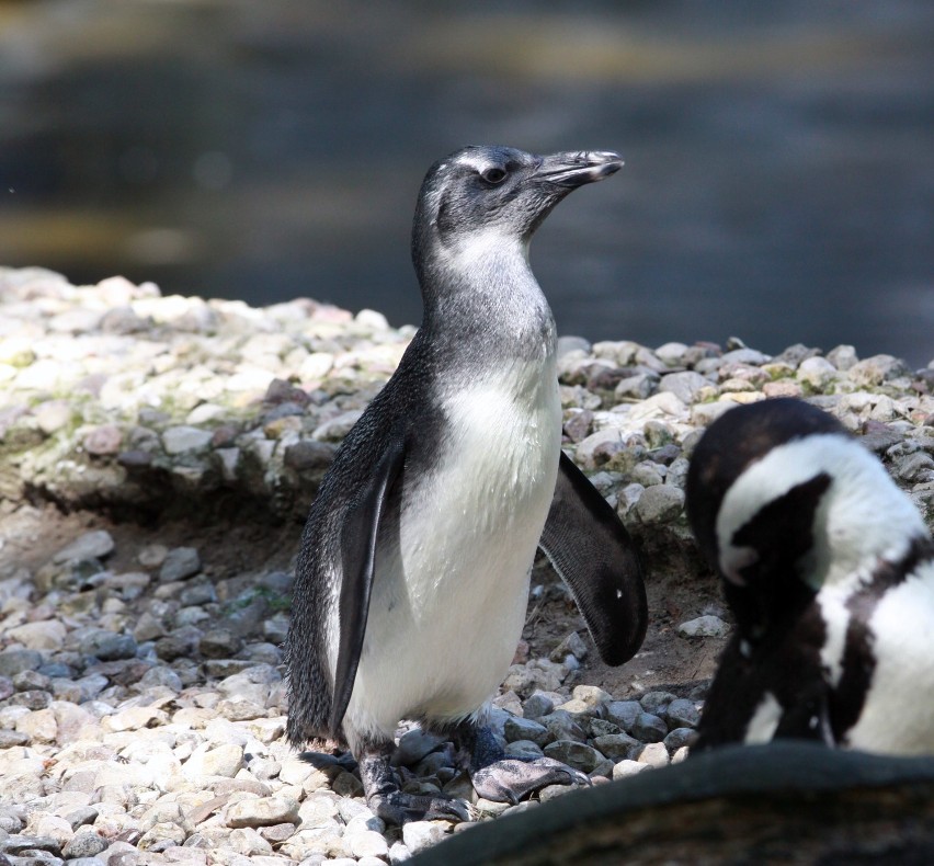 Pingwin z łódzkiego zoo ma imię. Sprawdź, jak nazwali go łodzianie