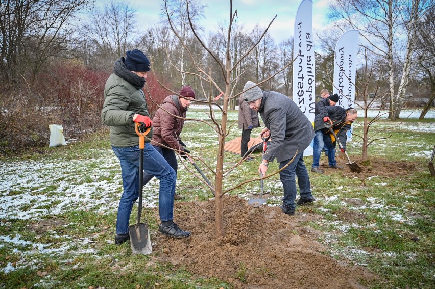 Na terenie parku Lisiniec w Częstochowie posadzono drzewa tlenowe tworząc w ten sposób gabinet relaksu i zdrowia pod chmurką