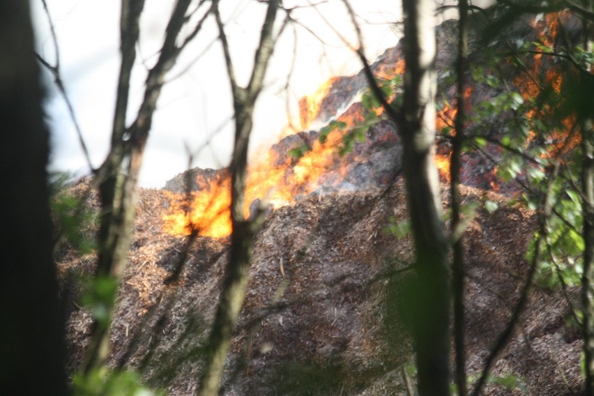 Sławków: Groźny pożar tuż obok lasu. W akcji około 30 zastępów straży pożarnej [ZDJĘCIA]