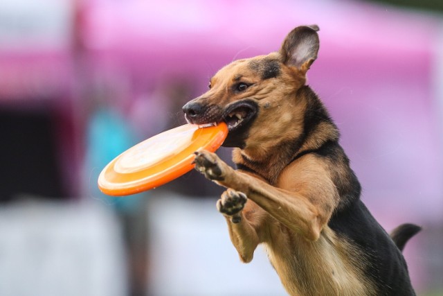 United States Disc Dog Nationals trwają od piątku, 16 września do niedzieli 18 września. 

Zobaczcie zdjęcia z otwarcia imprezy!