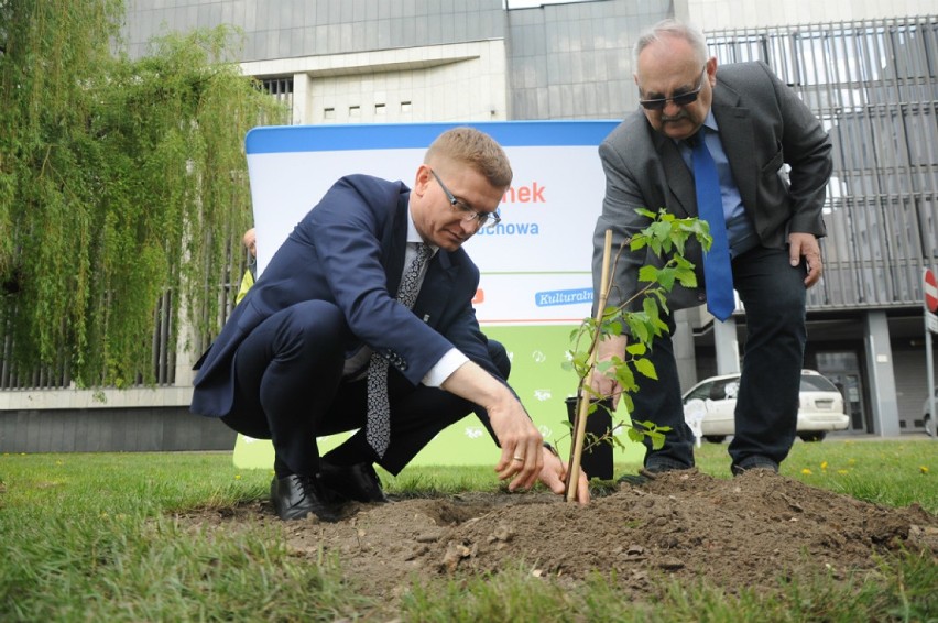 Przybyło drzew w Częstochowie. Akcja sadzenie drzew