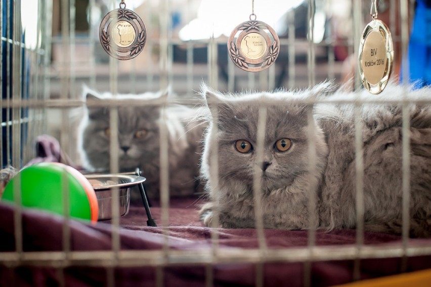 Międzynarodowa wystawa kotów na Kusocińskiego....