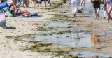 Sinice już na 49 plażach na Pomorzu. Problem z sinicami jest przekleństwem dla turystów [zdjęcia,wideo]