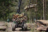 Mieszkańcy Karwin i Dąbrowy nie muszą obiawiać się już wycinki drzew. Gdyńscy radni je ocalili