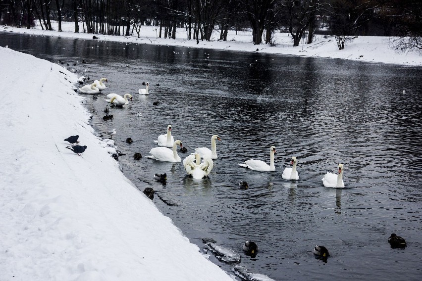 Ptaki żyjące na wodzie zebrały się w Bydgoszczy na rzece...