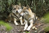 Gminy Sępólno i Lubiewo ostrzegają przed wilkami. Bagatelizowanie może doprowadzić do tragedii!