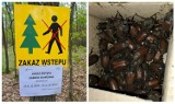 Zakaz wstępu do lasu przez całą majówkę. Pod Opolem pojawiły się groźne owady