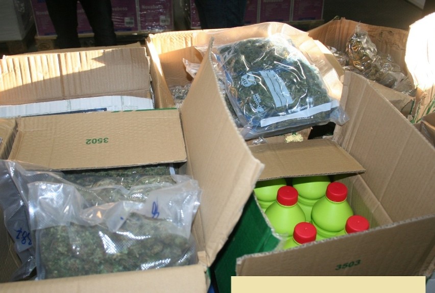 Narkotyki za 300 tysięcy złotych przejęli włocławscy policjanci. Zabezpieczono 10 kg marihuany