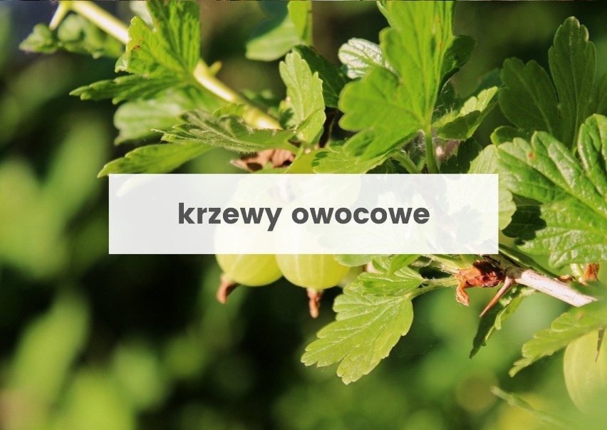 Jesienią sadzimy m.in. krzewy owocowe. Pamiętaj, by...