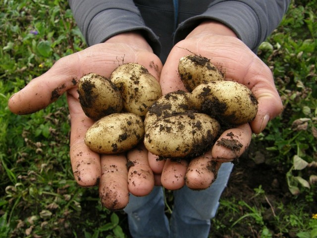 Masz w domu ziemniaki, które zaczęły kiełkować? Wykorzystaj je! Podkiełkowane kartofle przyspieszą zbiór. Aby ziemniaki zaczęły kiełkować, wystarczy przed sadzeniem potrzymać je w temperaturze pokojowej.