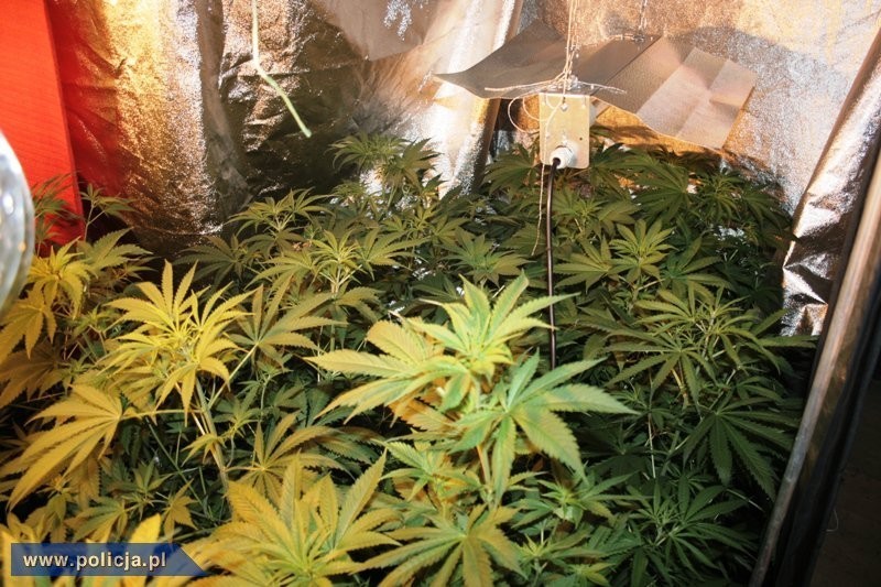 5 kilogramów marihuany w Zbąszyniu