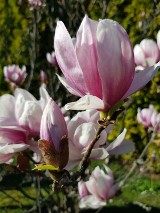 Gmina Zblewo.  Warto to zobaczyć! Właśnie kwitną magnolie w Arboretum Wirty ZDJĘCIA
