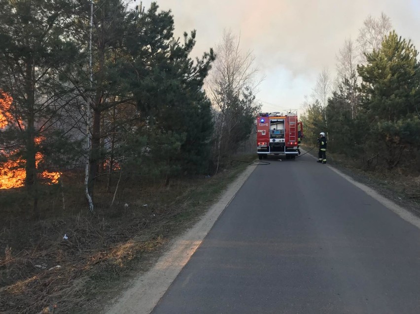 Jaroszów: Pożar poszycia leśnego. Strażacy z OSP Żarki i OSP Czatachowa walczyli z groźnym pożarem [ZDJĘCIA]