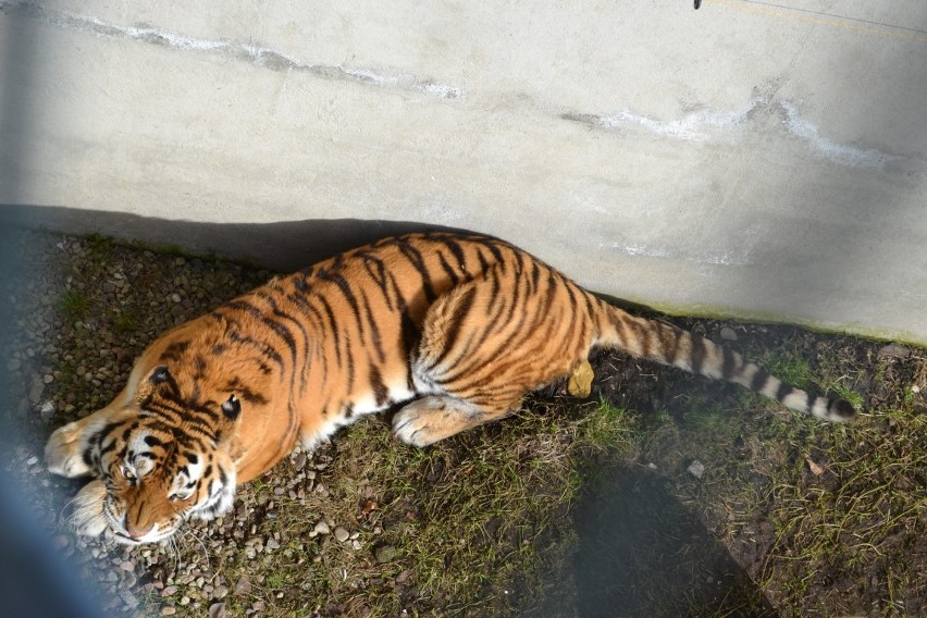 Sieroczyn. Tygrys w ogrodzie zoologicznym przy Canpolu