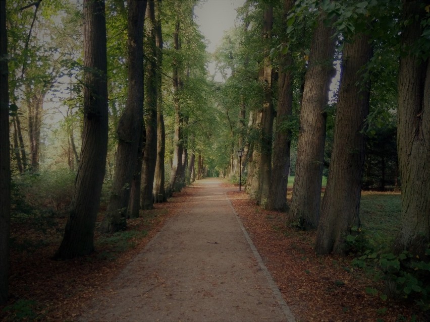 Park w Gołuchowie. Urokliwe miejsce na weekendowy spacer