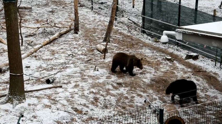 Zoo Poznań: Cisna i przyjaciele bawią się podczas pierwszego opadu śniegu (ZDJĘCIA,FILM)