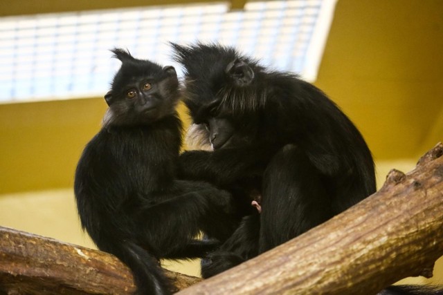 Makaki w krakowskim zoo.