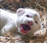 Narodziny białego lwa w Zoo Safari Borysew koło Poddębic. Ogłoszono konkurs na imię dla potomka Sahima i Aziry ZDJĘCIA, FILM