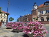 Nowe kompozycje kwiatowe ozdobią Lublin. A to ciągle nie koniec zmian na ten rok  