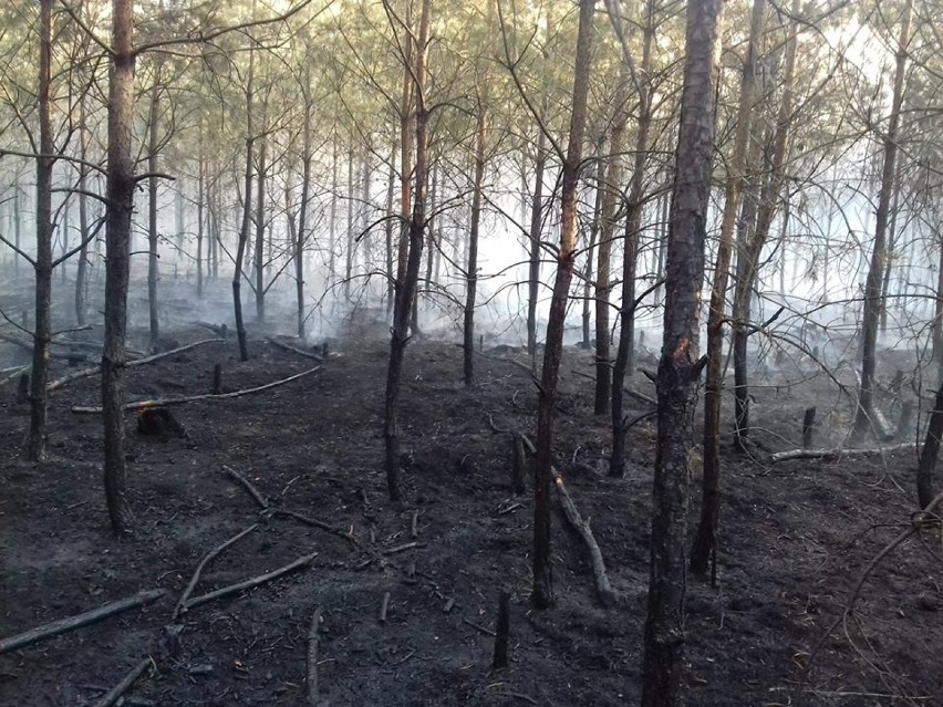Pożar lasu w Radosiewie