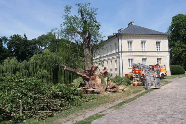 Dobrzyca. "Jest to klon dinozaur i jeszcze nas przeżyje". Nie straszne mu burze. Trwają pracę nad ratowaniem najstarszego drzewa w Polsce