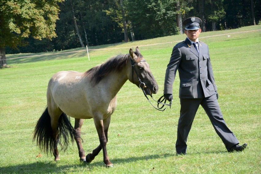 Koniki polskie w Sierakowie- Tarpaniada 2017